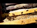 Pure original honey from Chennai (tamilnadu) ! | Queen\'s Hive Honey| Vlog -3