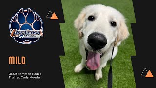 5 Month Old Great Pyrenees/Golden Retriever 'Milo' | Puppy Mastering Training | Awesome Obedience |