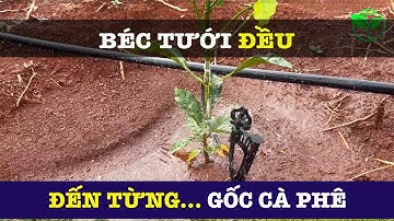 Tưới đều 2ha cà phê chỉ với máy bơm 4HP | Béc tưới cà phê VP39 60 lít
