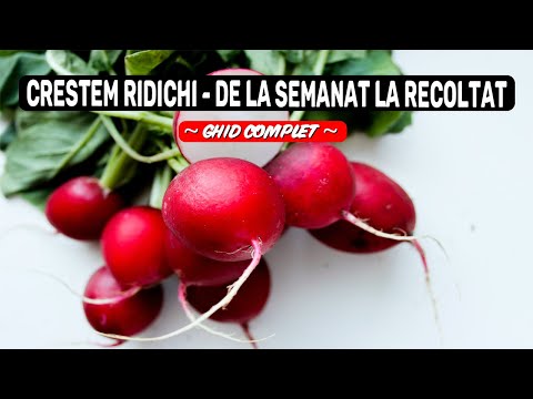 Video: Cum se identifică și se tratează bolile din plantele de căpșuni