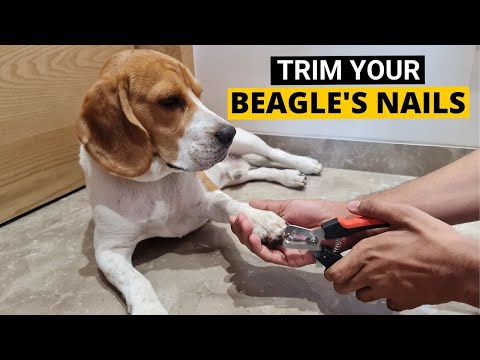 Vídeo: Clipping Nails: Um Guia Prático Para Cachorros (e Cães)