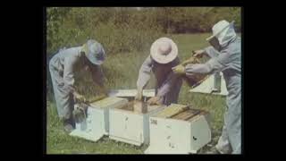 Пчеловодство на промышленную СССР основу  Пасека
