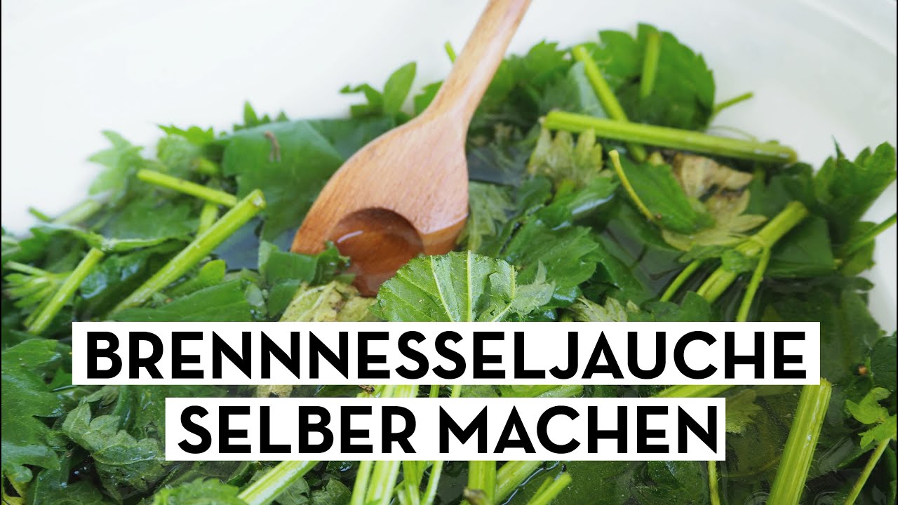 Biologisch düngen, Brennnesseljauche selber machen YouTube