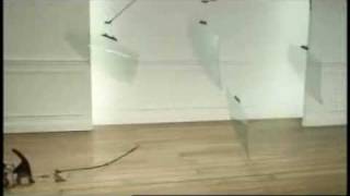 Honda All Physics Rube Goldberg Setup