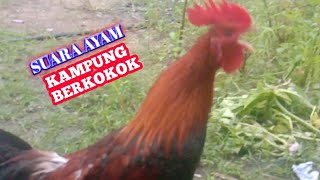 Suara Ayam Jantan Kampung Berkokok.