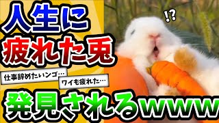 【2ch動物スレ】人生に疲れてしまったウサギが可愛すぎた件ｗｗｗ