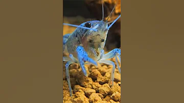 Флоридский синий рак (Procambarus alleni) short #shorts