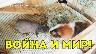 ВОЙНА И МИР! SvinkiShow ВОЙНА И МИР! SvinkiShow