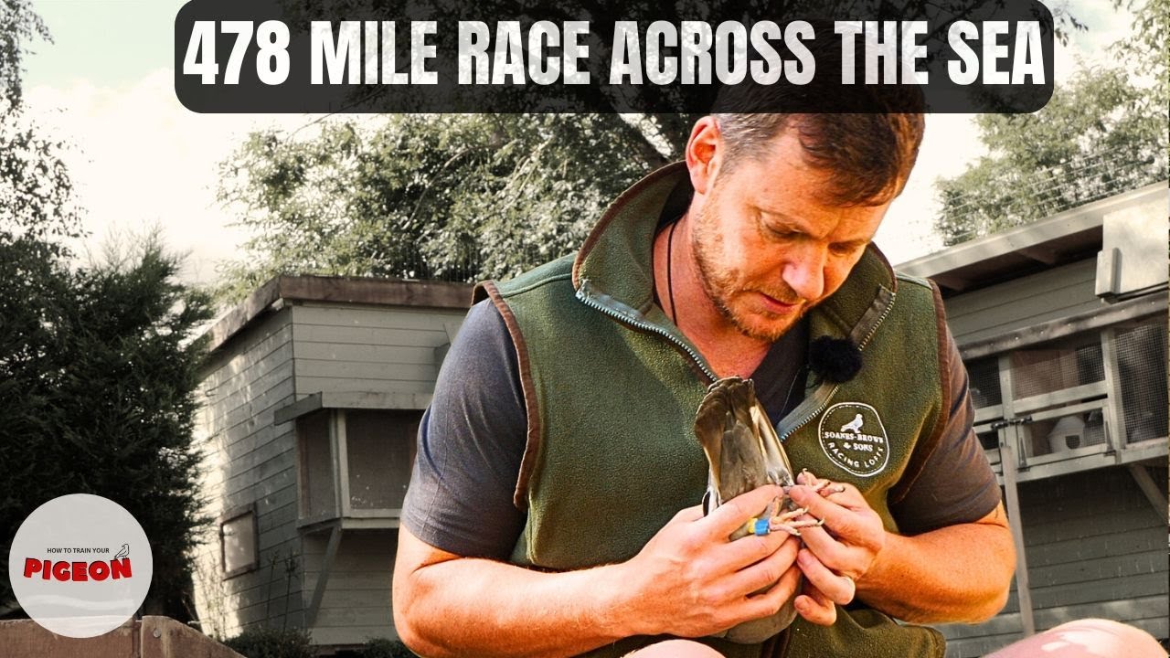 (Ep.104) North Sea Challenge - 478 mile Pigeon Race