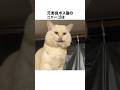 元野良ボス猫ニャーゴ伝説⑫