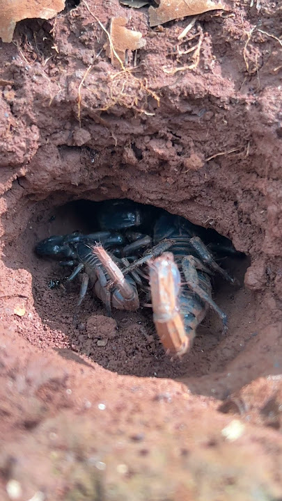 Two Giant Scorpions Guarding Their Burrow