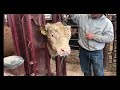 Shearing The Bulls | Livin' On The Farm