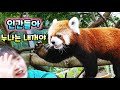 난리난 레서판다 사육사 누나랑 꽁냥 꽁냥 애니멀톡 레시 레몬 푸바오 판다 월드 Red panda