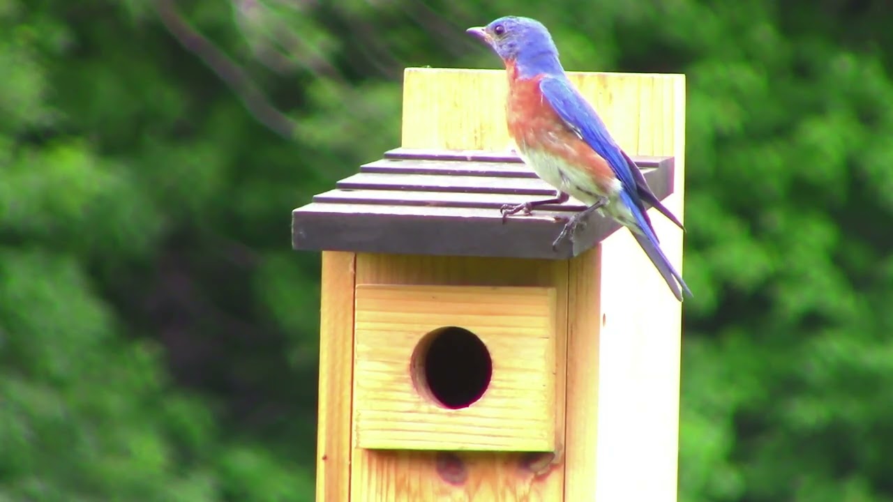 6 2 26 at Bluebird house at Lyon Farm - YouTube