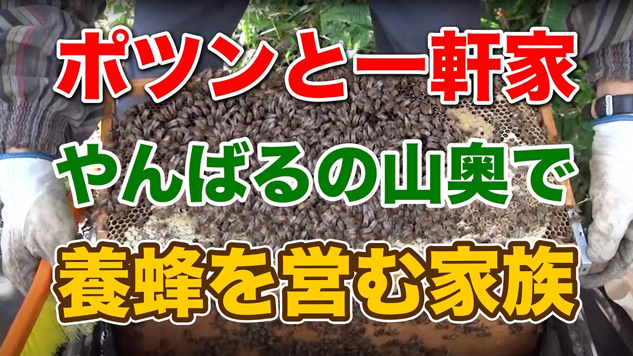 【ポツンと一軒家】沖縄に移住して、やんばるの山奥で養蜂を営んでいる家族をご紹介します。