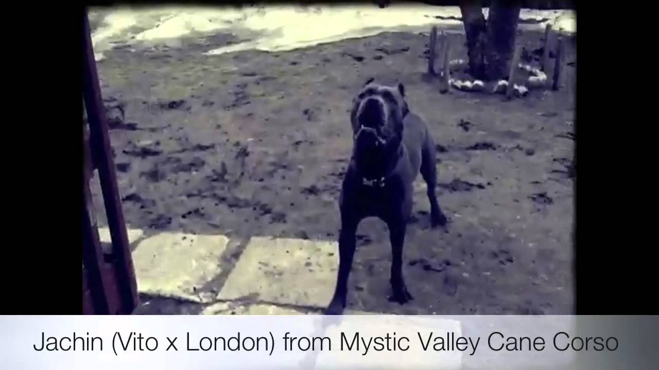 mystic valley cane corso