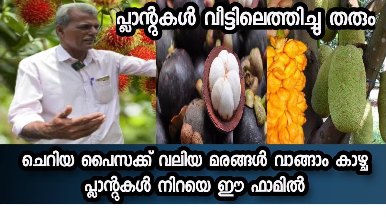 കായ്ച്ചു നിൽക്കുന്ന പ്ലാന്റുകൾ റമ്പൂട്ടാൻ മുതൽ മംഗോസ്റ്റിൻ വരെ  വളരെ വിലക്കുറവിൽ ഫാം#2023 #fruit