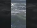 Un cane viene trascinato dalla corrente a Mar del Plata: un uomo si tuffa tra le onde e lo salva