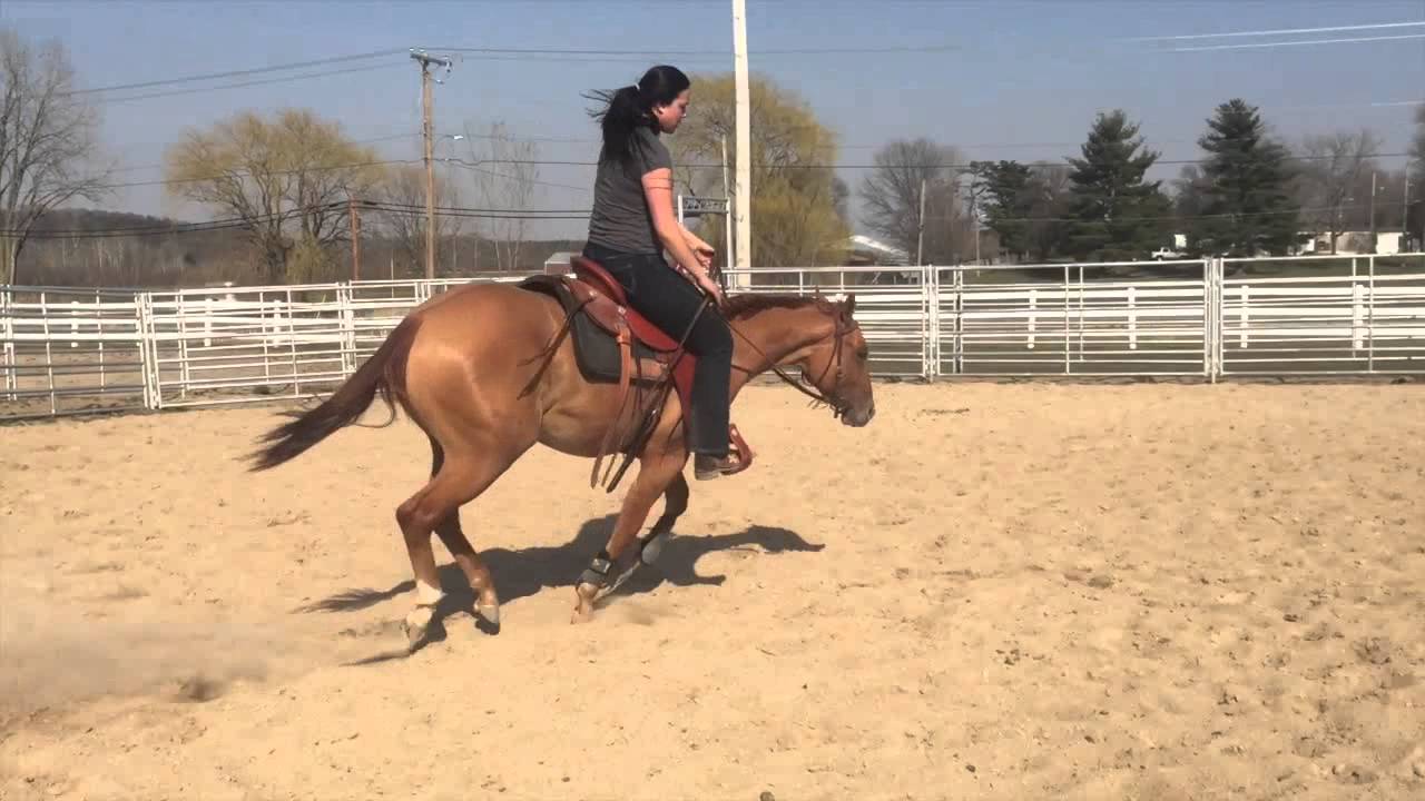 2016 Colt Sale: Roosters Steady Fred