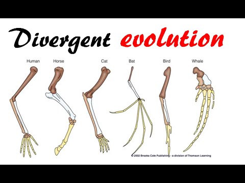 Divergent evolution