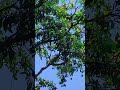 #sandeshe #aate #hain #nature #viralvideo #sandeshe #aate #hain #song