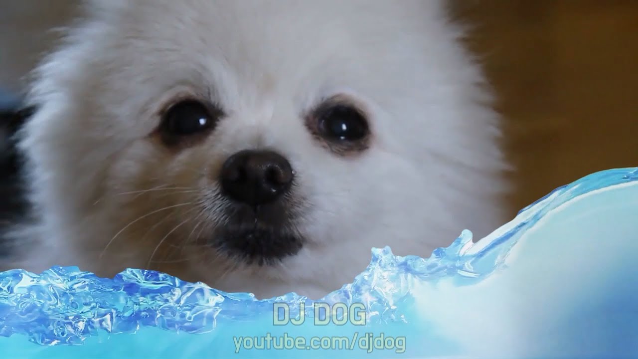 No Surprises 강아지 리믹스 (Gabe the Dog Cover)