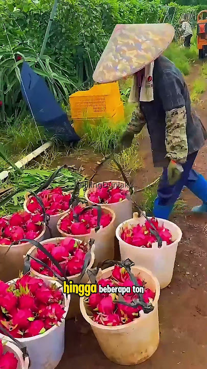 Bisa Sampai Ber Ton Ton, Inilah Keseruan Panen Buah Naga di China