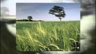 Fields  of Gold (Instrumental Cover)