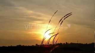 Lalang Gr Imperata Cylindrical Videohive Hd