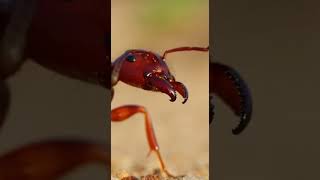 Fire ants confront wasps. #funnymoments #animals #shortvideos