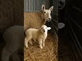 Little Sheep Sound рџђ Shouts Mom Together Goat Babysheep Funnyanimal Cute Animals Little Sheep Sound рџђ Shouts Mom Together Goat Babysheep Funnyanimal Cute Animals