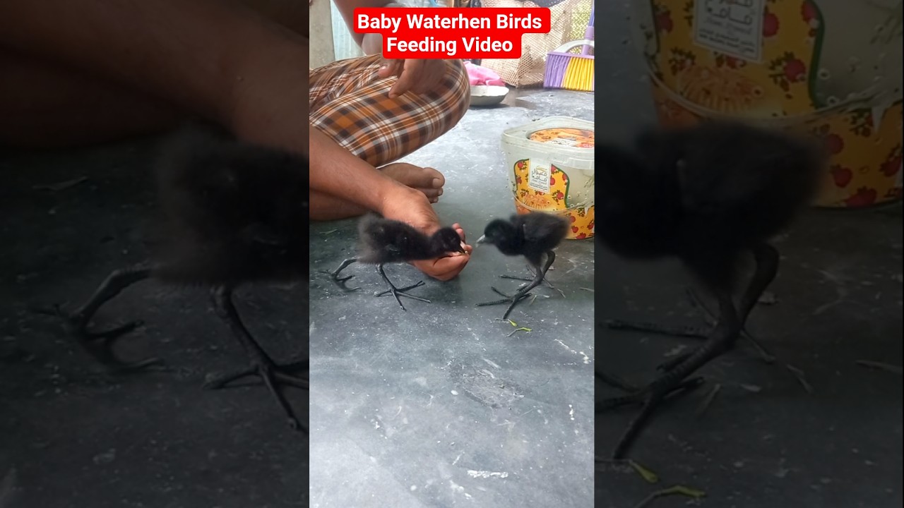 Baby Waterhen Birds Feeding Video | 