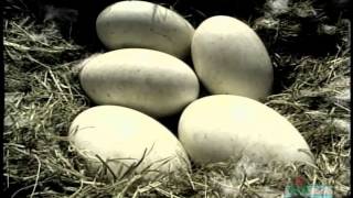 Trumpeter Swans...For Generations To Come