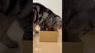 Stuck but Calm 😴🐱 | 10s Cat ASMR Loop