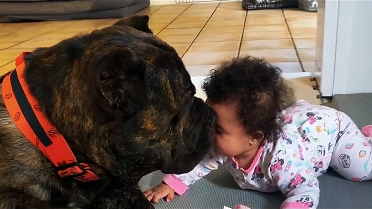 Dieser 68 Kilo Cane Corso glaubt, das Baby gehört ihm – Was er um 2 Uhr nachts tat, bewies es