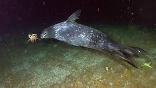 Highlights from the Boxfish ROV in Antarctica @BoxfishRobotics