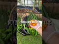 どっちがお得?#家庭菜園 #夏野菜