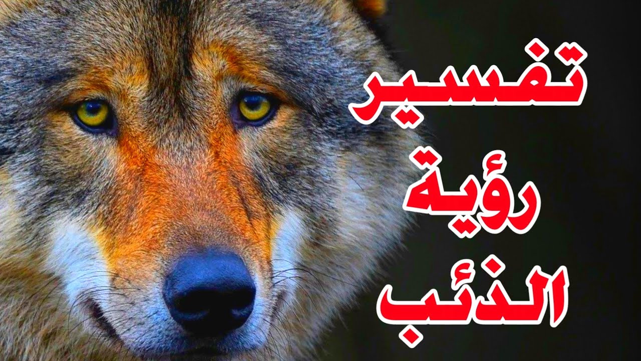 تفسير رؤيه الذئب في المنام وماذا تعني رؤيه ذئب للعزباء والمتزوجه والمطلقه