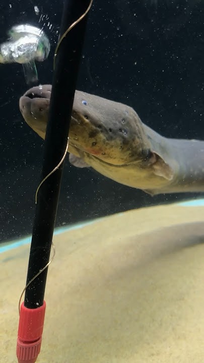Can you store electricity from an Electric Eel⁉️ - YouTube