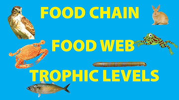Food Chain, Food Web and Trophic Levels