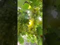 Grapes  farming in india shortsfeed viral youtubeshorts subscribe farming youtube shorts