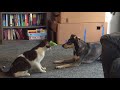 Martial artists  cat and dog spar 