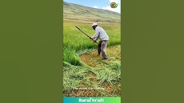 Grass Cutting Level: GRIM REAPER! 💀 This Scythe Skill is WILD! #scythe #oddlysatisfying #skills