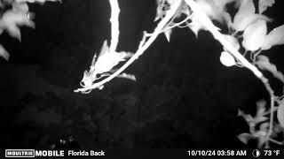 Florida House Hurricane 4am Winds rear
That tree branch is blown over to block my view! Florida House Hurricane 4am Winds rear