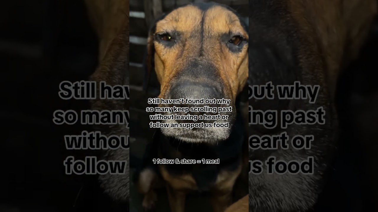 Donation link in bio - Every bit is appreciated 