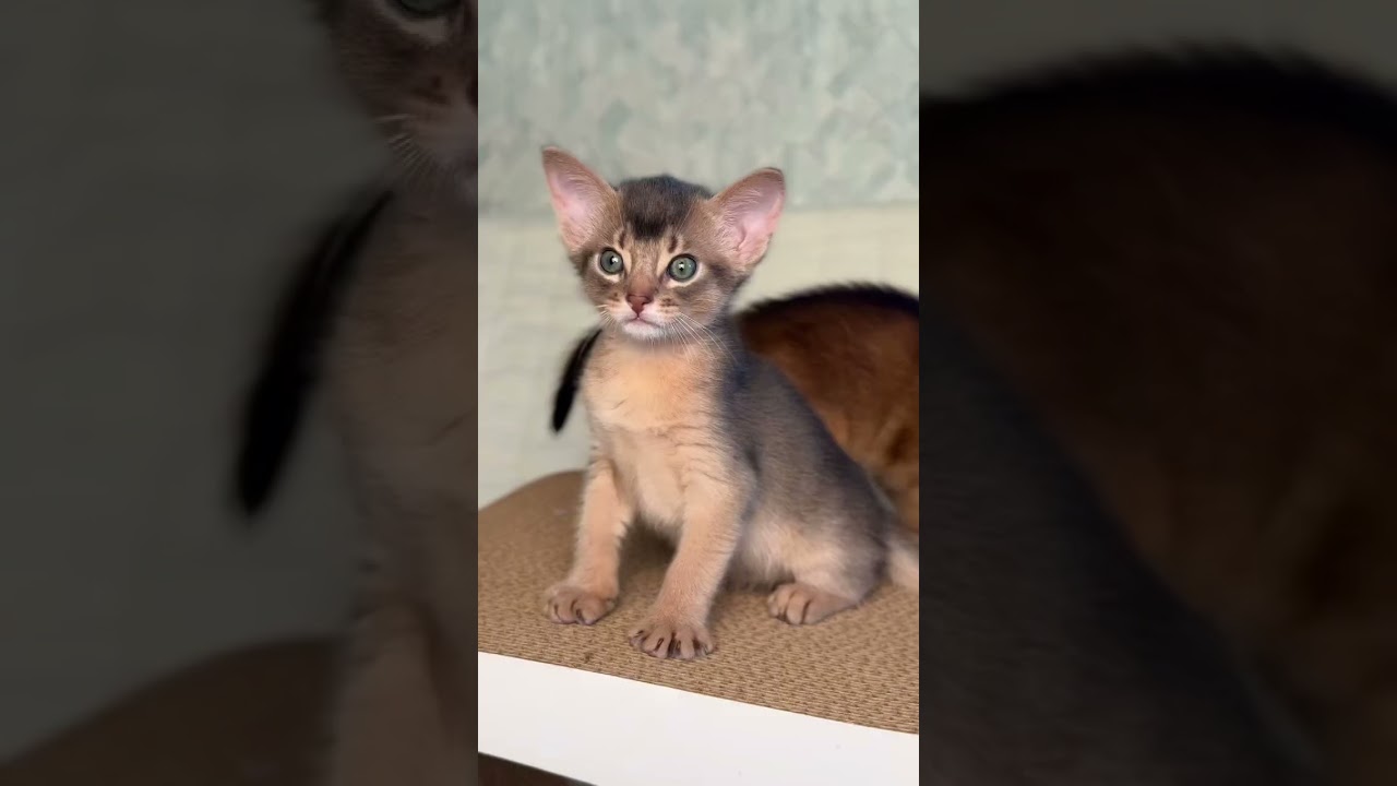 Розплідник абіссинських кішок Ruddy Love