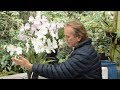 Cómo obtener una excelente floración - Orquídea Miltonia