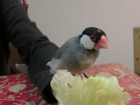 Java finch 文鳥動画 桜文鳥 白文鳥 仲良く食事してる？！