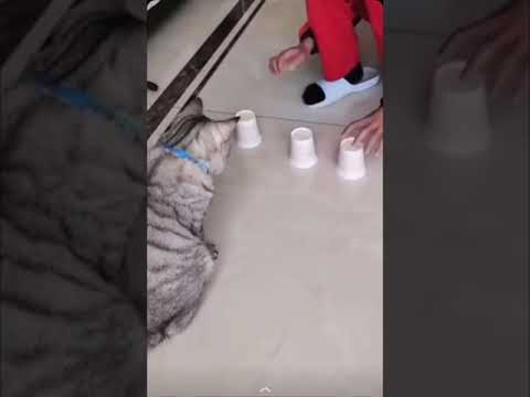 قطه ذكيه ومنتبهه 