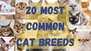 20 Most Common Breeds Of Cats